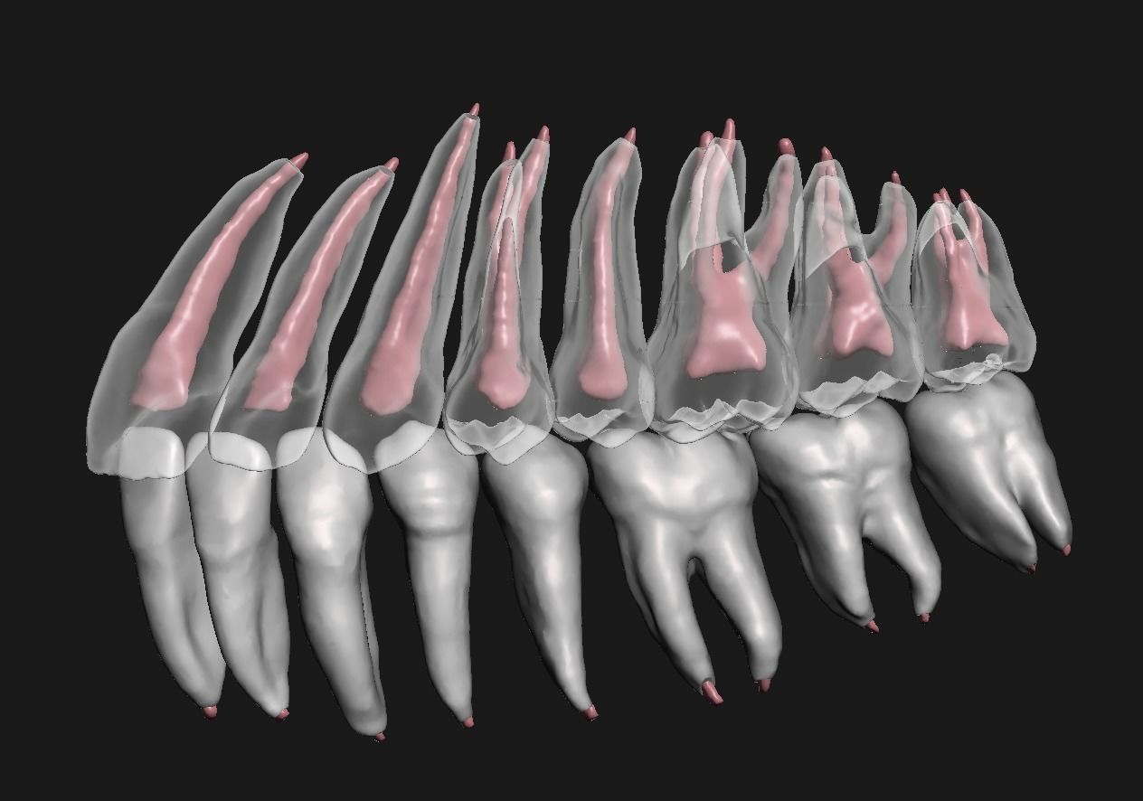 Natural teeth anatomy with root canal and solid pulp set 3D print model_6