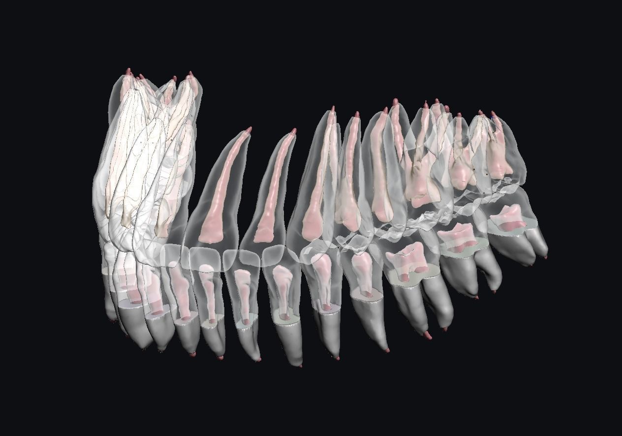 Natural teeth anatomy with root canal and solid pulp set 3D print model_11