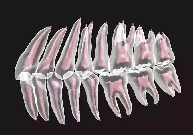 Natural teeth anatomy with root canal and solid pulp set 3D print model