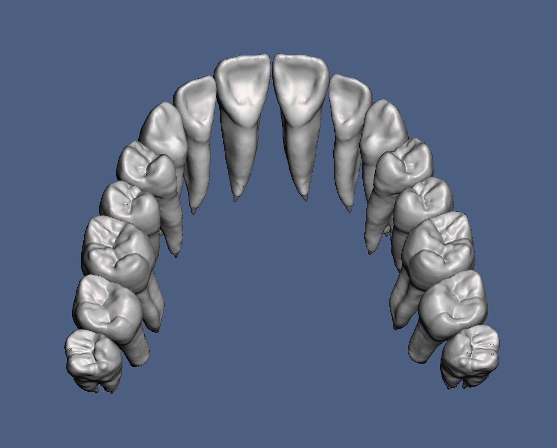 Natural teeth anatomy with root canal and solid pulp set 3D print model_13