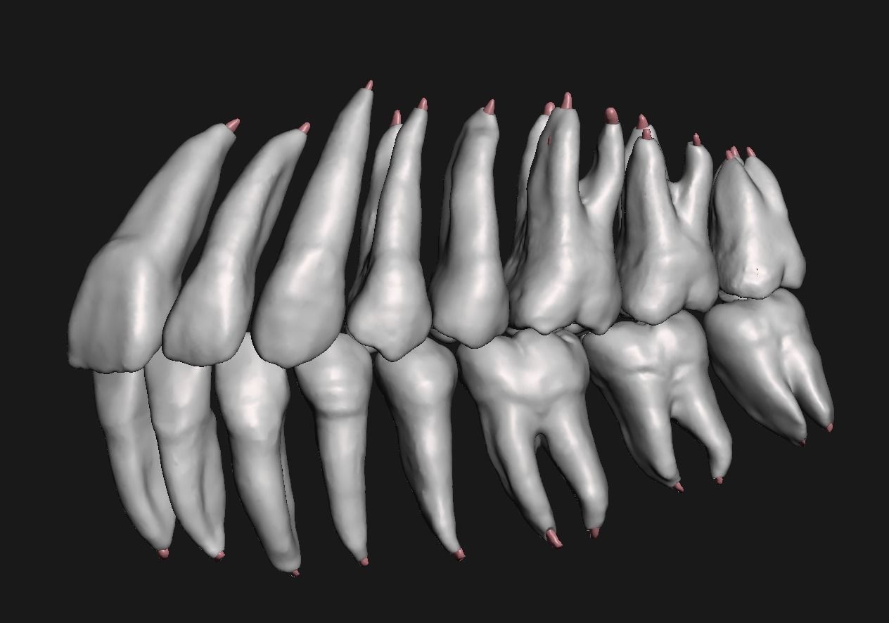 Natural teeth anatomy with root canal and solid pulp set 3D print model_9