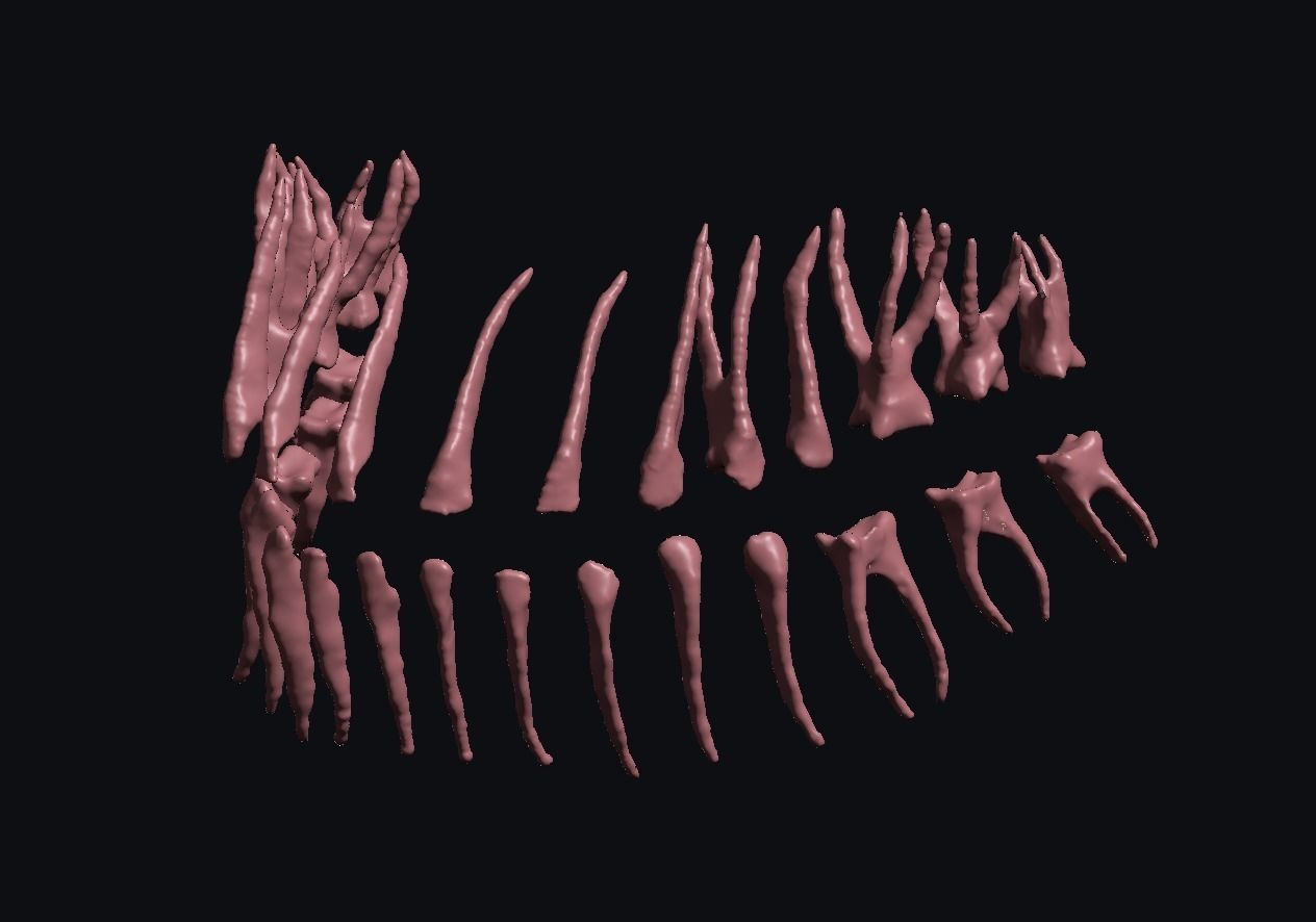 Natural teeth anatomy with root canal and solid pulp set 3D print model_2