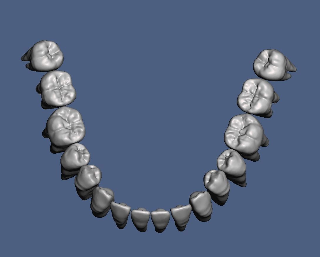 Natural teeth anatomy with root canal and solid pulp set 3D print model_14