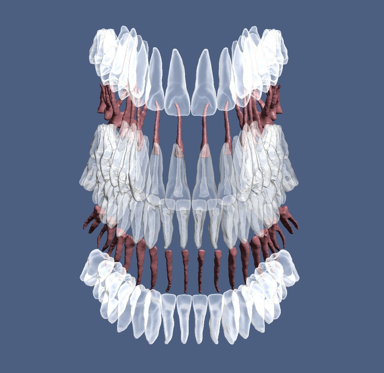 Natural teeth anatomy with root canal and solid pulp set 3D print model_7