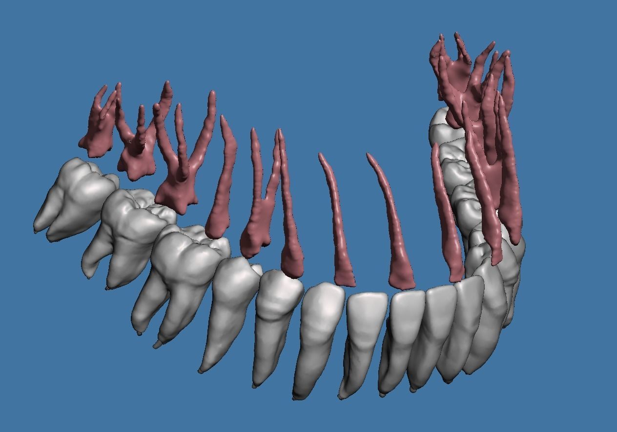 Natural teeth anatomy with root canal and solid pulp set 3D print model_1