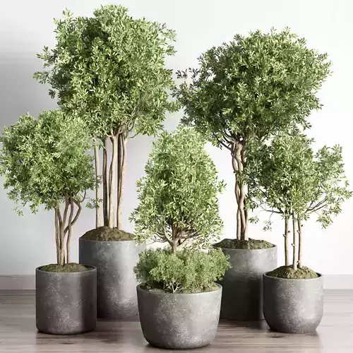  indoor outdoor plant 145 plant tree vase dirty concrete 