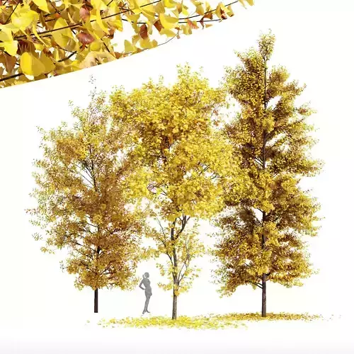 3diffrent-Buergerianum Fall-Saccharinum Fall-Biloba Fall Free 3D model