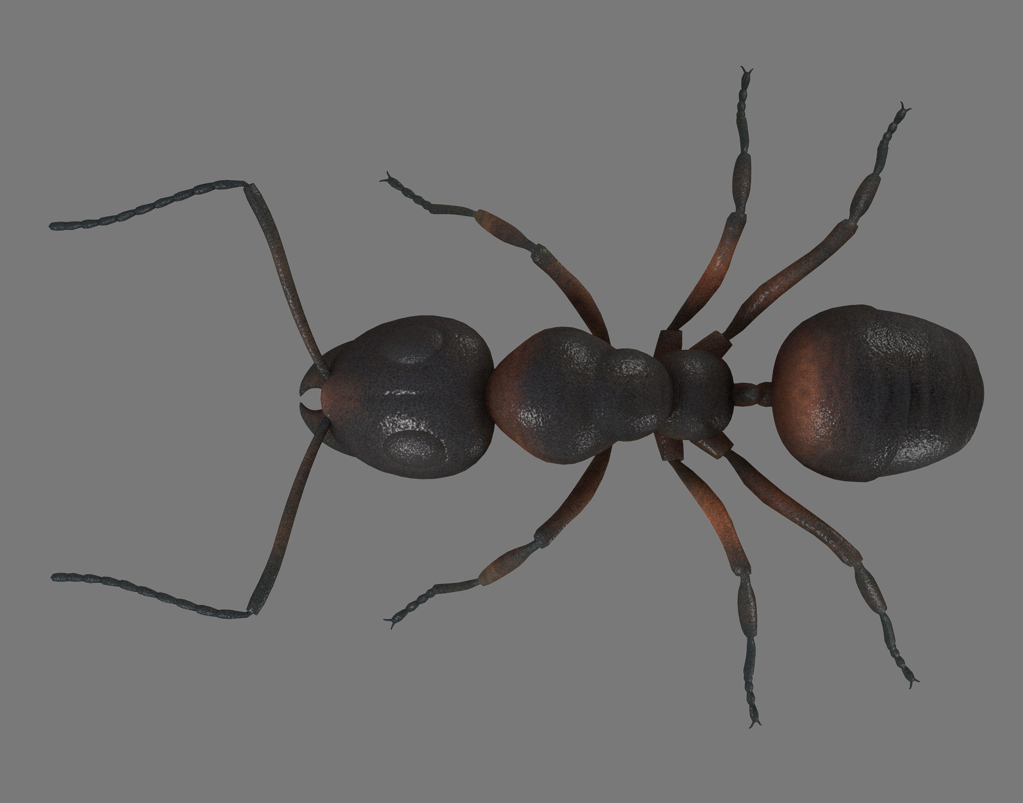 Black Ant Low-poly 3D model_6