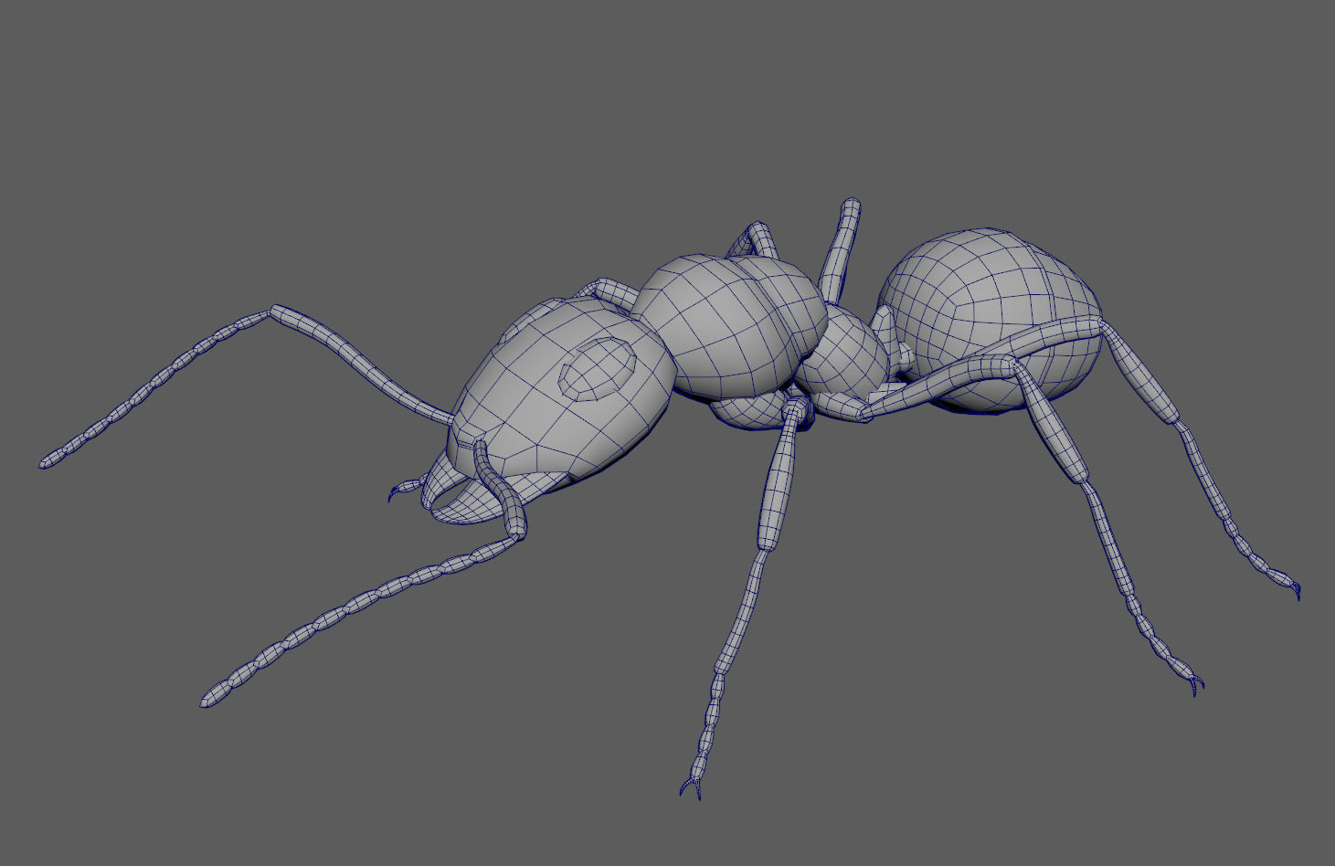 Black Ant Low-poly 3D model_9