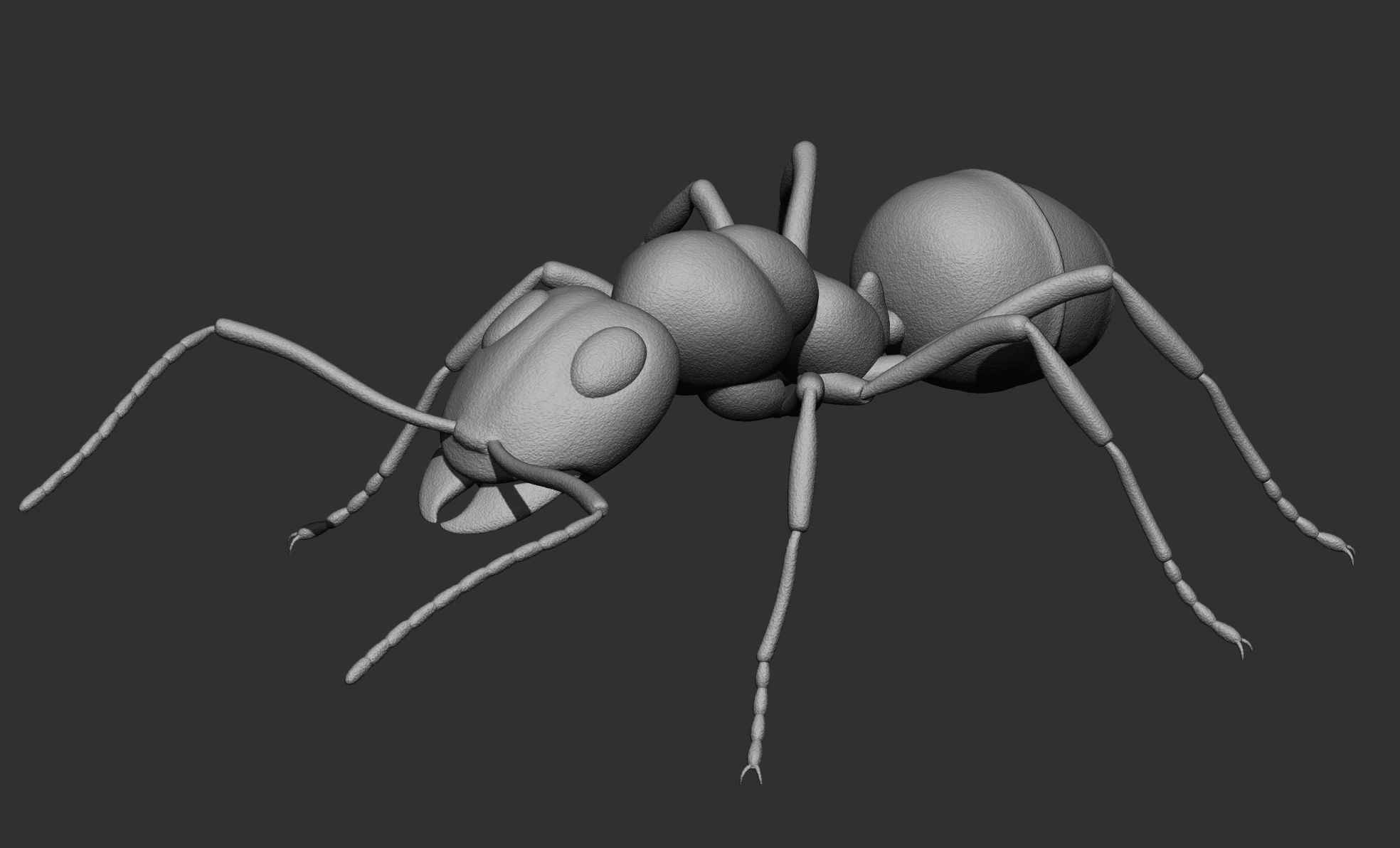 Black Ant Low-poly 3D model_14