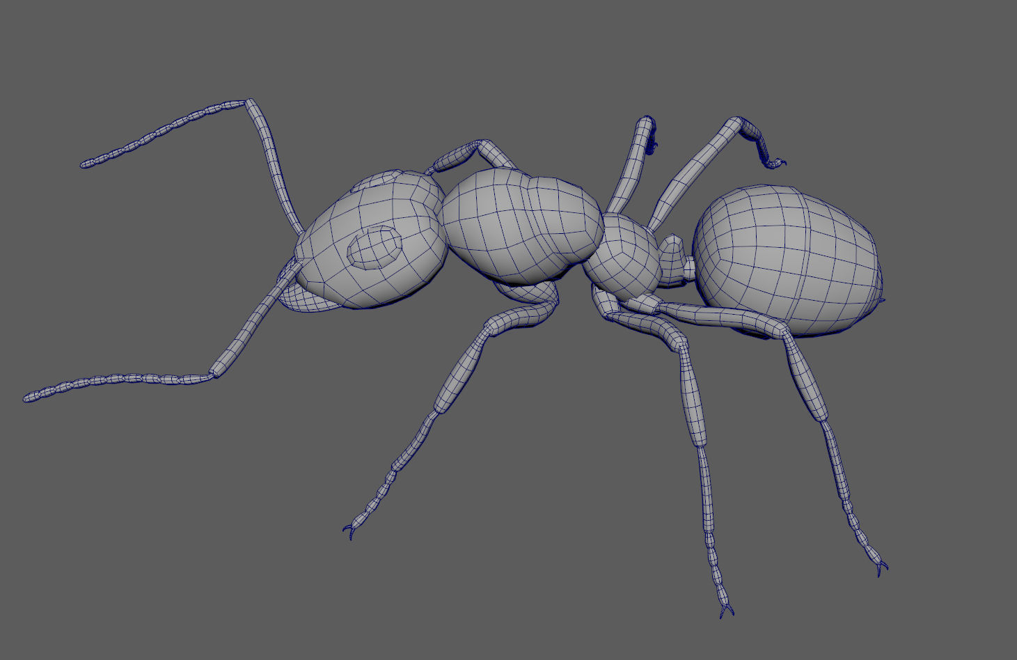 Black Ant Low-poly 3D model_10