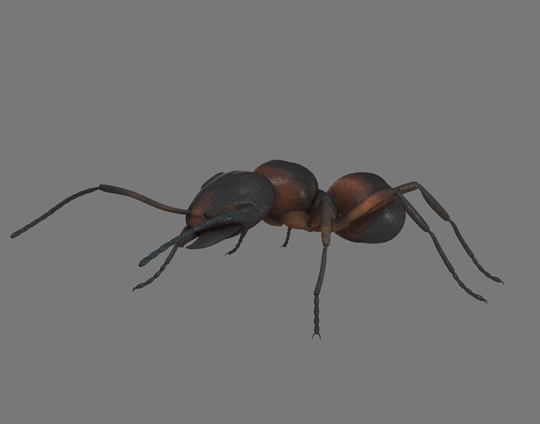 Black Ant Low-poly 3D model_1