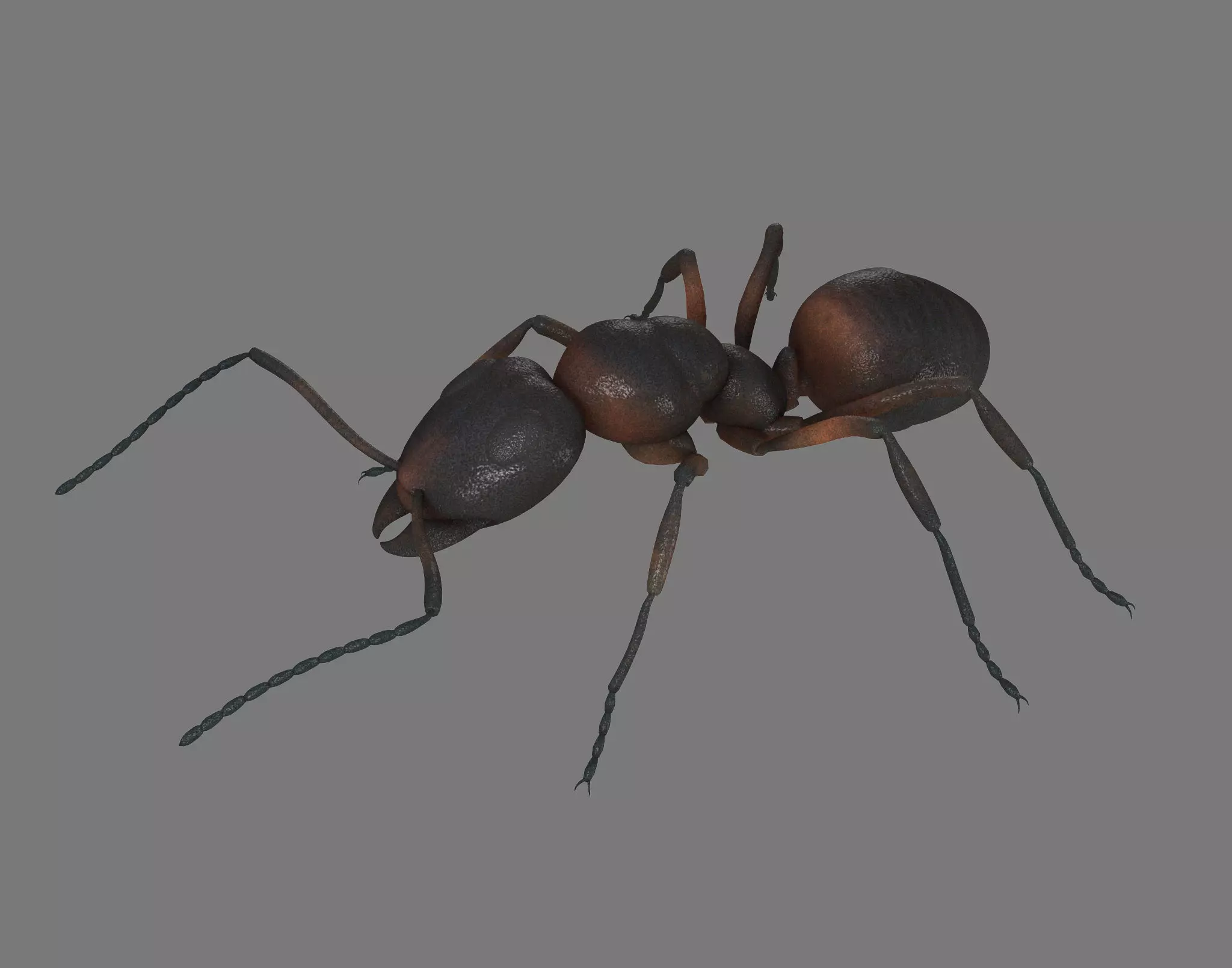 Black Ant Low-poly 3D model_0