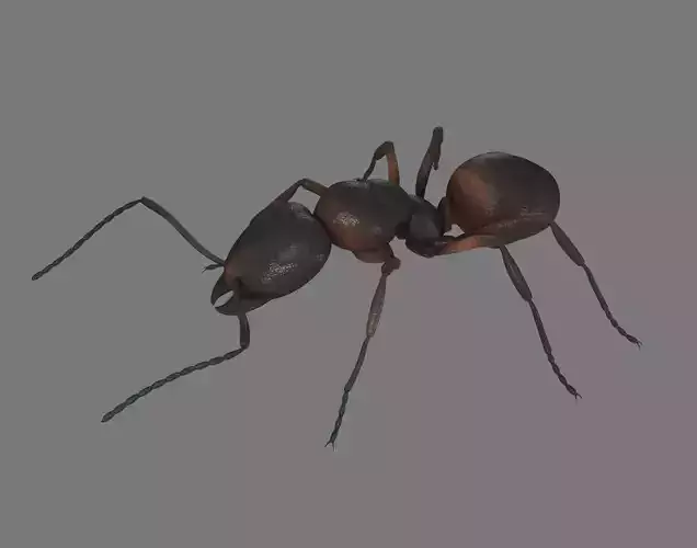 Black Ant Low-poly 3D model