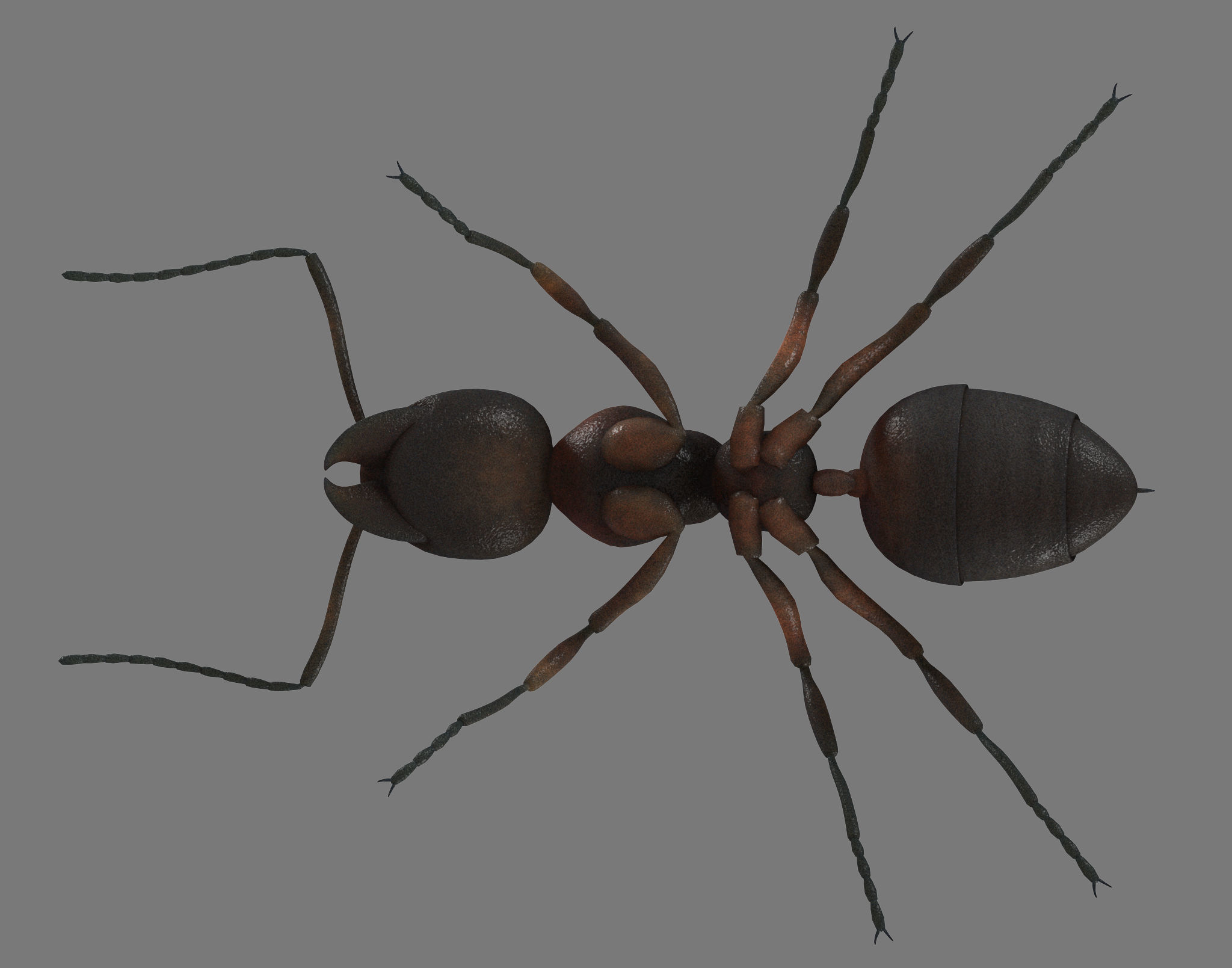 Black Ant Low-poly 3D model_7