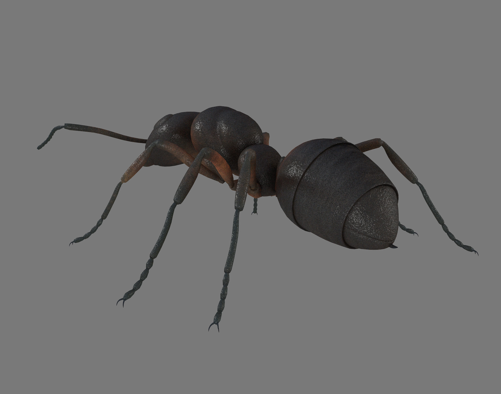 Black Ant Low-poly 3D model_4