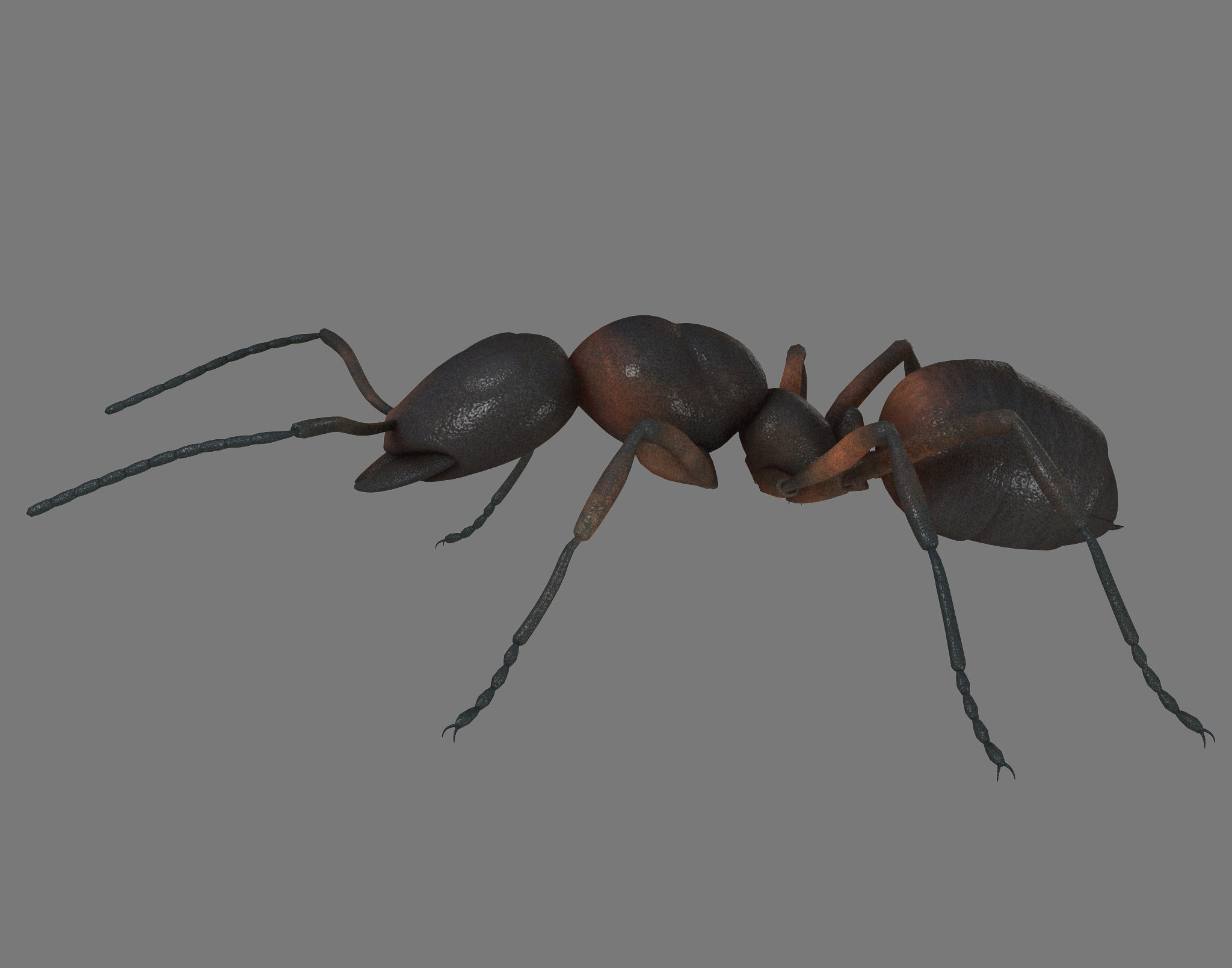 Black Ant Low-poly 3D model_3