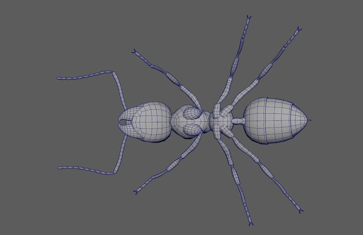 Black Ant Low-poly 3D model_13