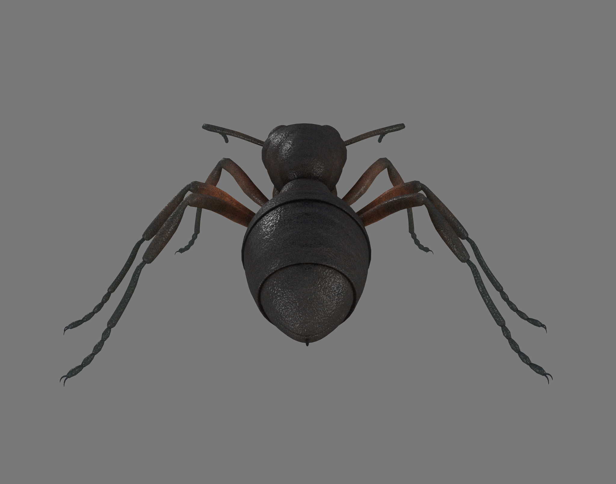 Black Ant Low-poly 3D model_5