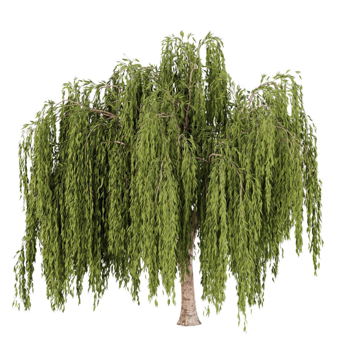 collection willow trees vol 23 3D model_2