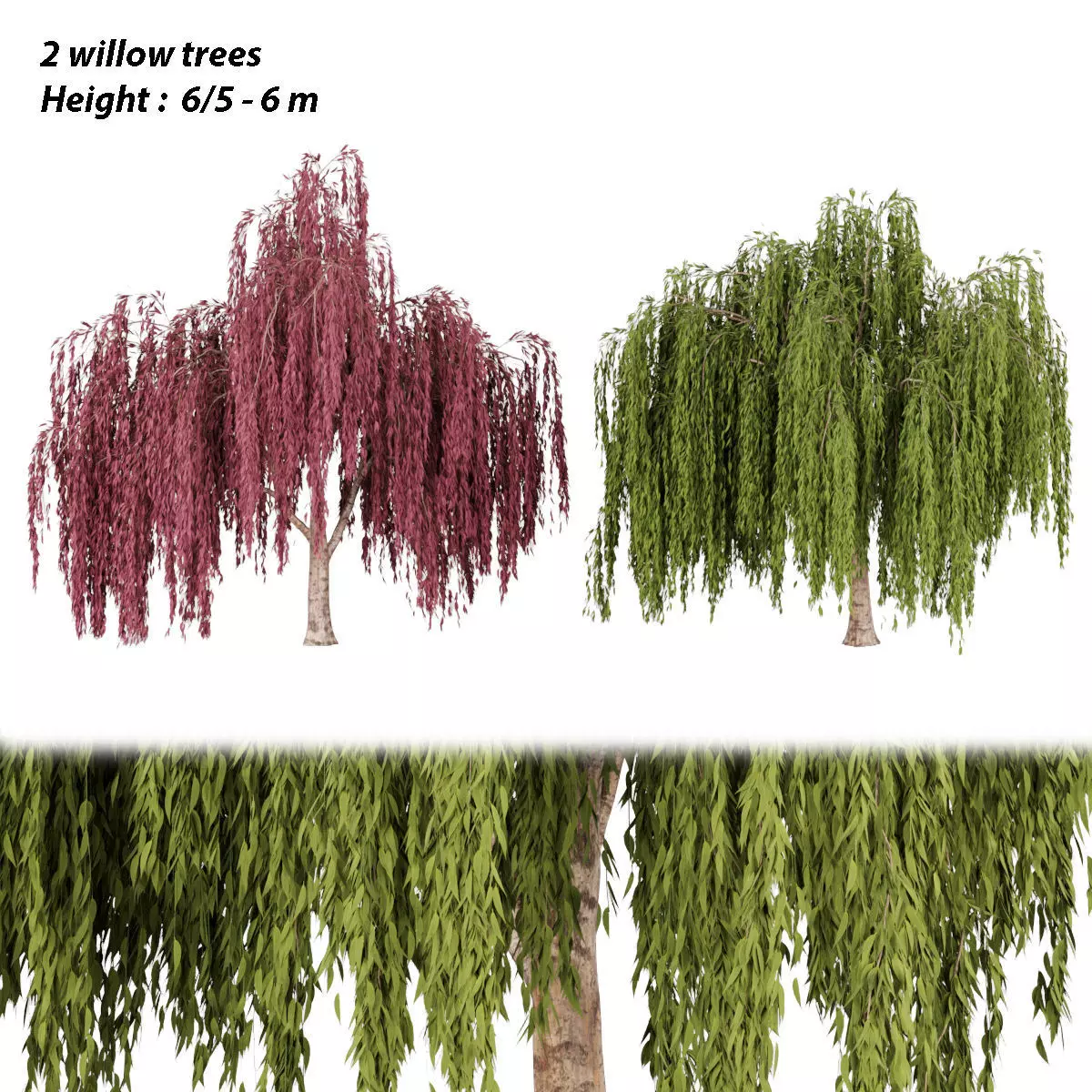 collection willow trees vol 23 3D model_0