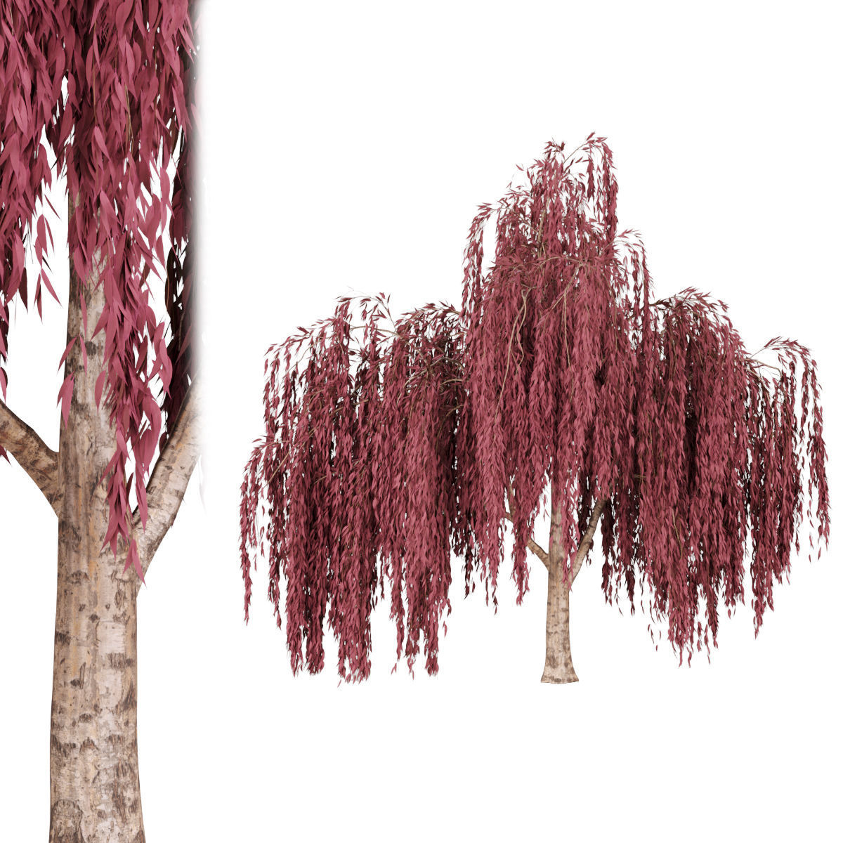 collection willow trees vol 23 3D model_1
