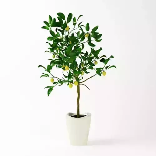 Potted Lemon Tree 3D model