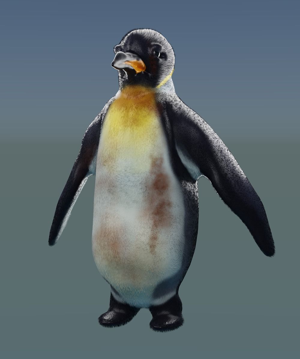 Emperor Penguin 3D model_3