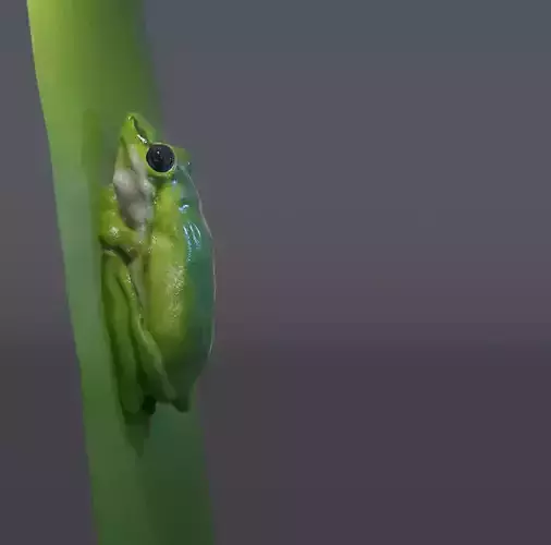 Frog sitting on a leaf