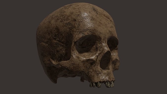 Scull  Free 3D model