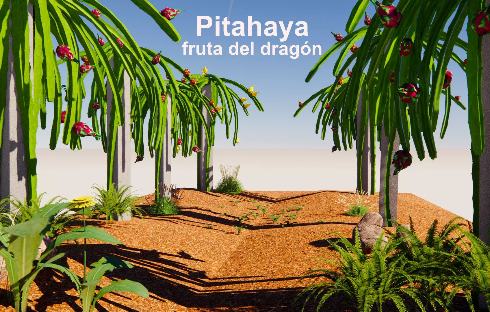 Pitahaya fruit del dragon 3D model