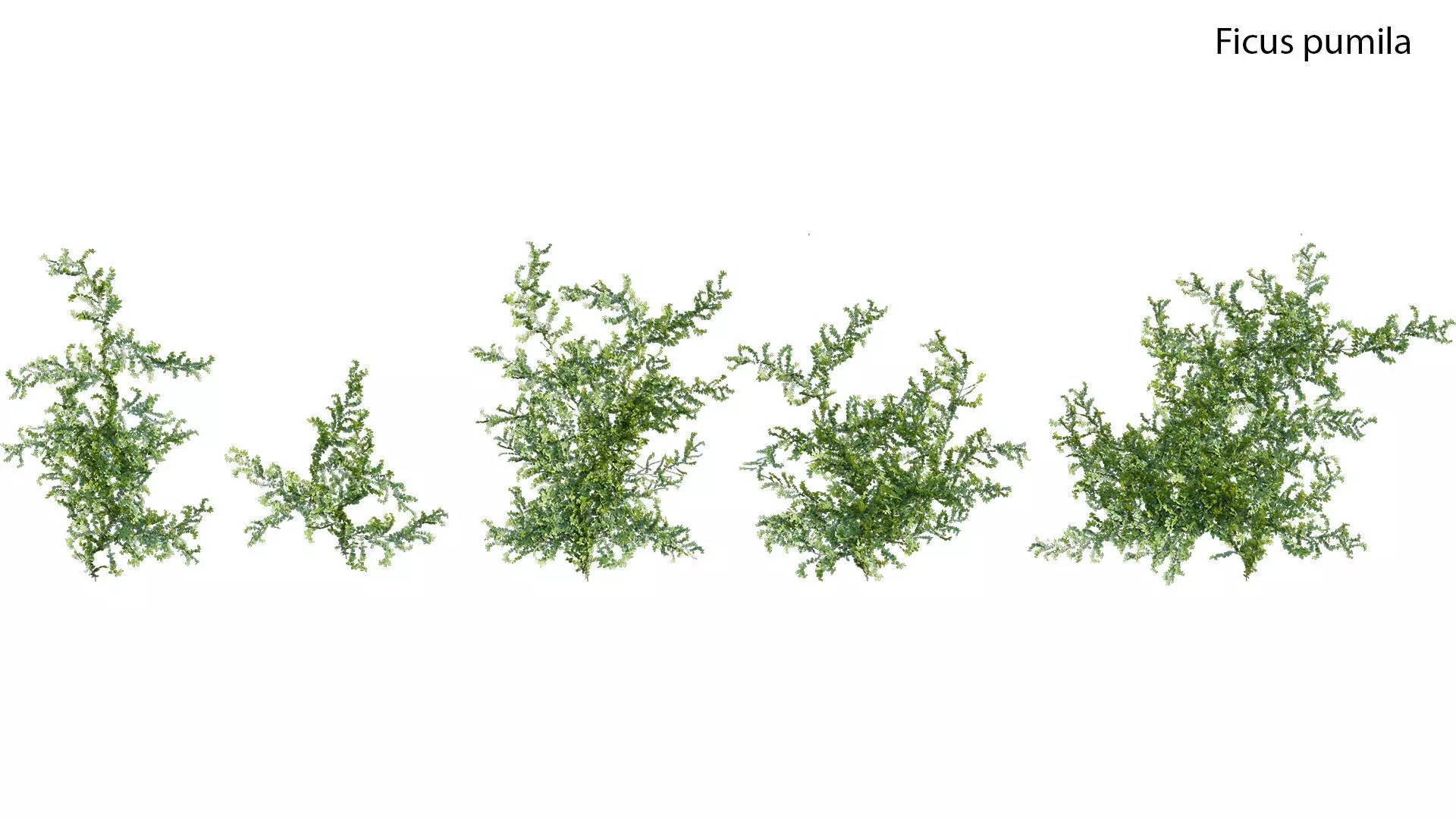 Moraceae - Ficus pumila 3D model
