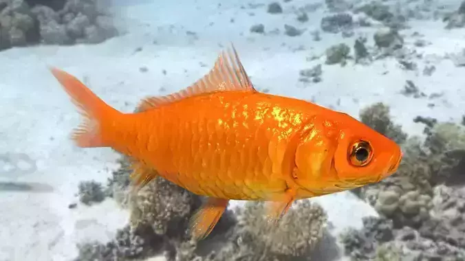 Low poly animated goldfish Low-poly 3D model