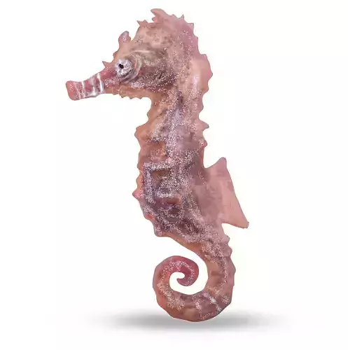 Atlantic seahorse rigged