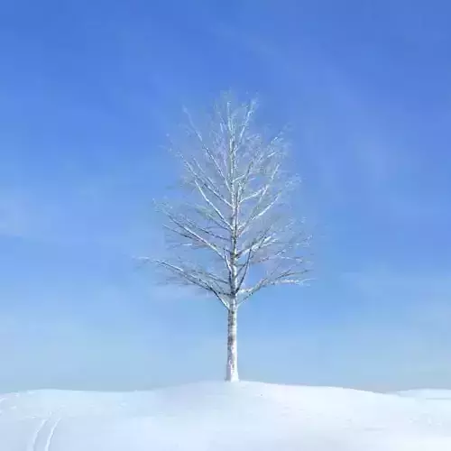 Leafless Snowy Tree