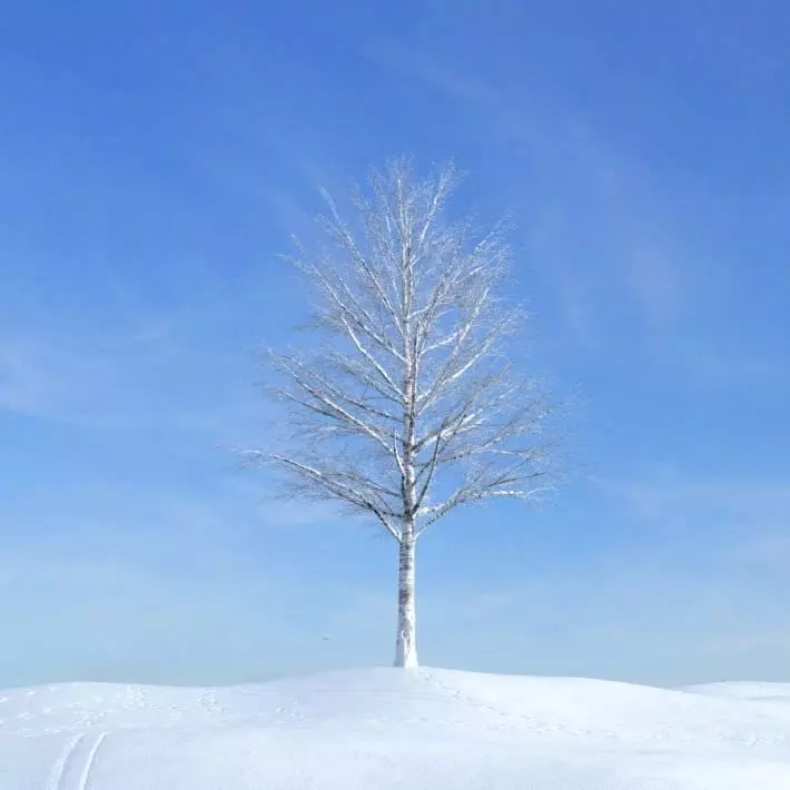 Leafless Snowy Tree 3D model_0