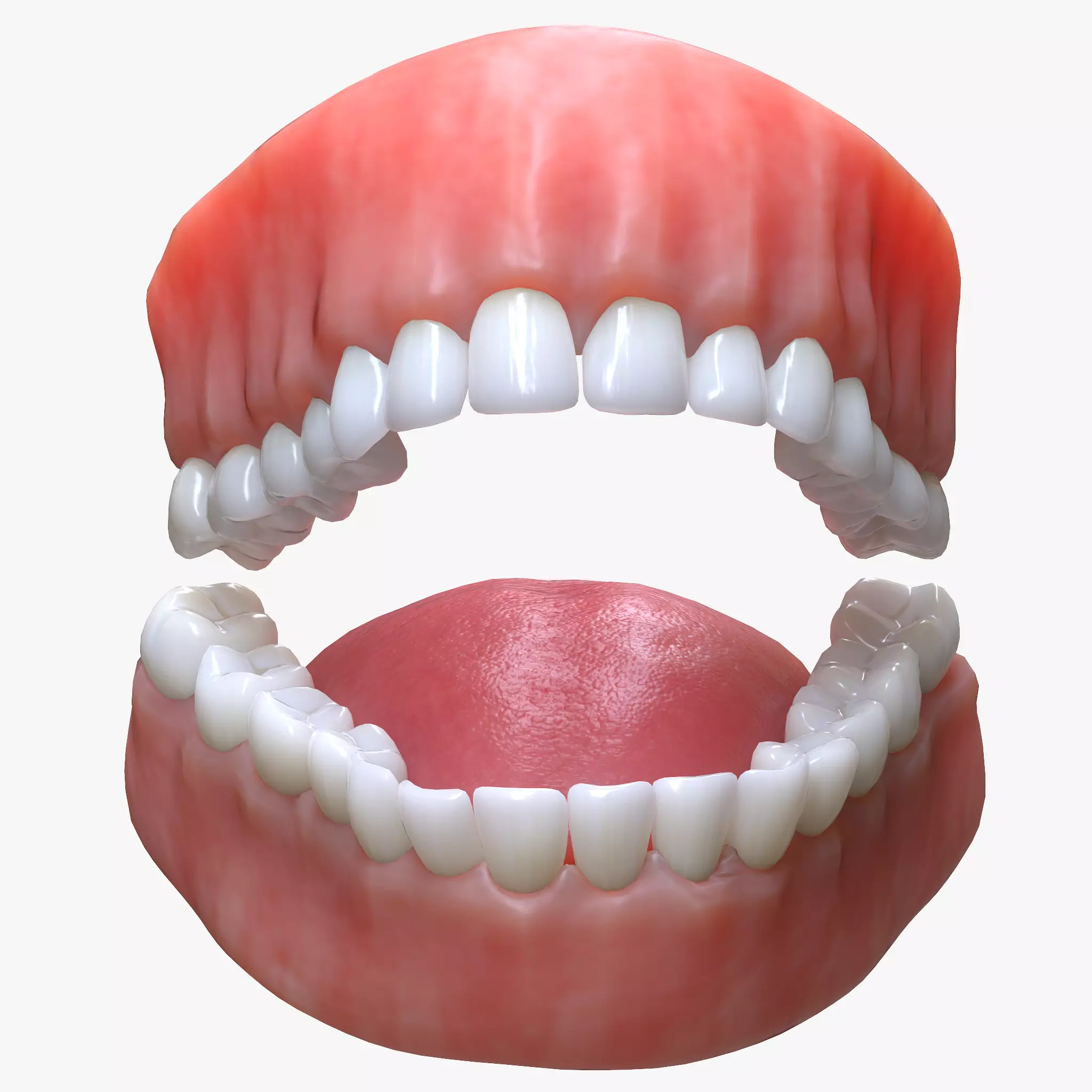 Human Mouth Teeth Tongue 3D model