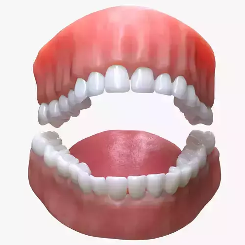 Human Mouth Teeth Tongue