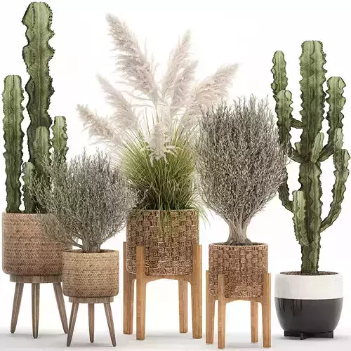 Ornamental plants in rattan baskets cactus 1082