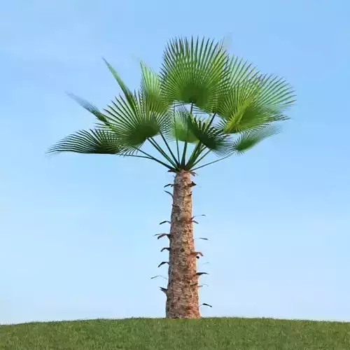 Tropical Tree