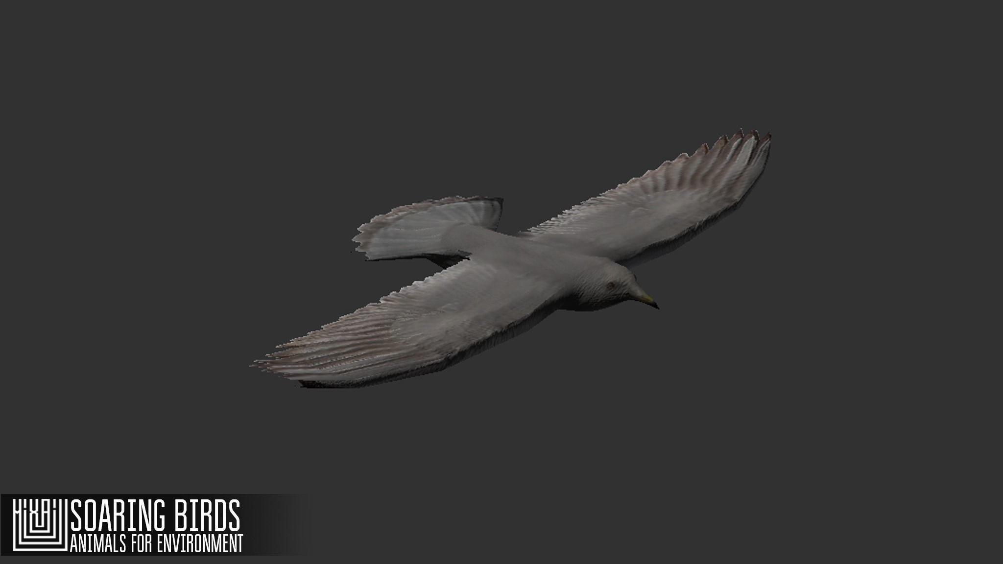 Soaring birds - animals for environment 3D model_9