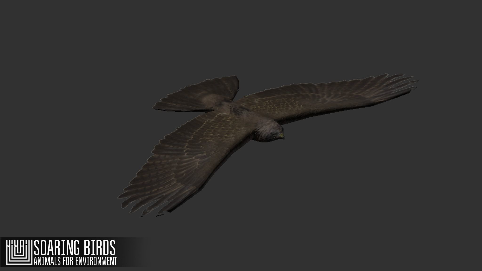 Soaring birds - animals for environment 3D model_5