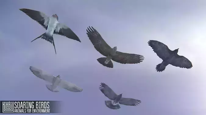 Soaring birds - animals for environment
