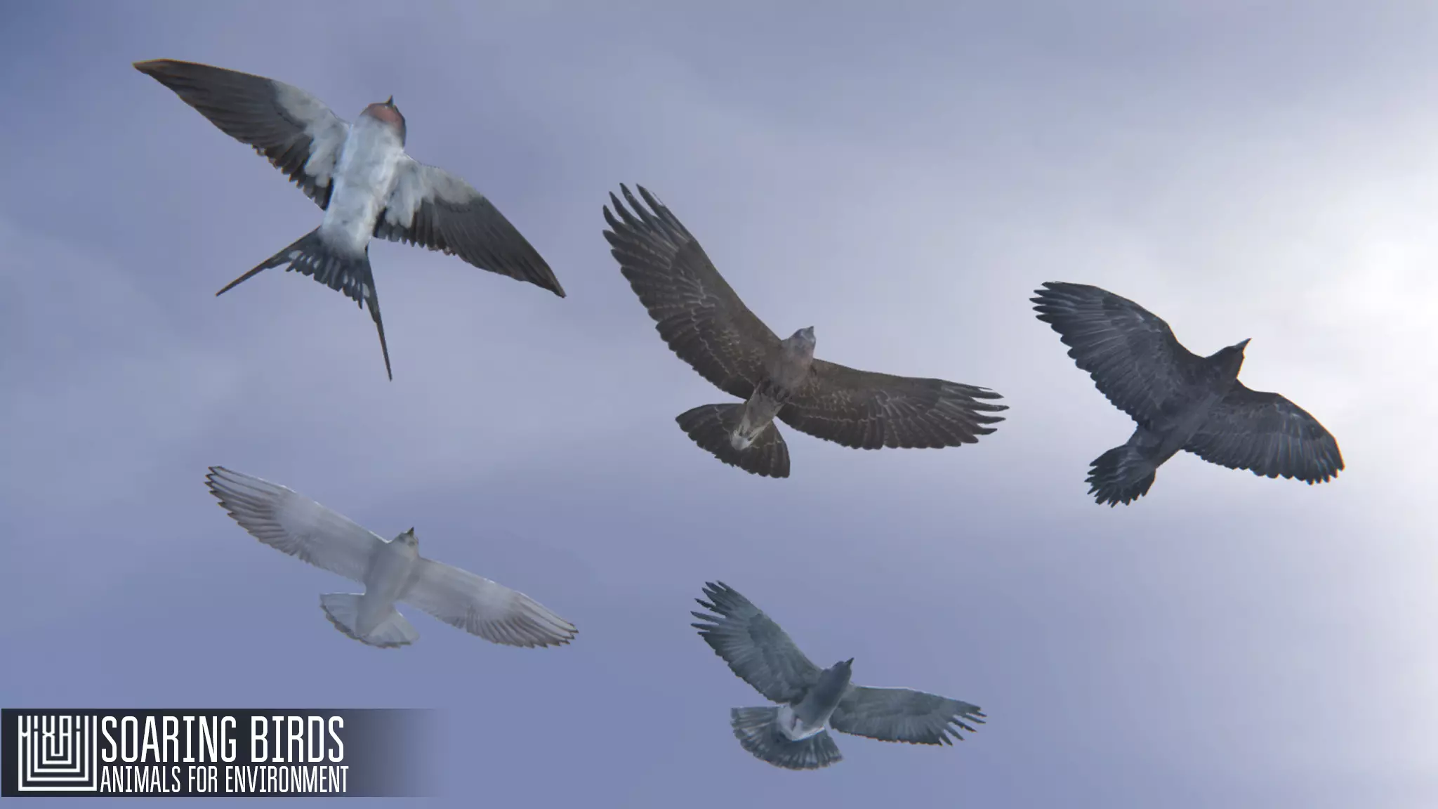 Soaring birds - animals for environment 3D model_0