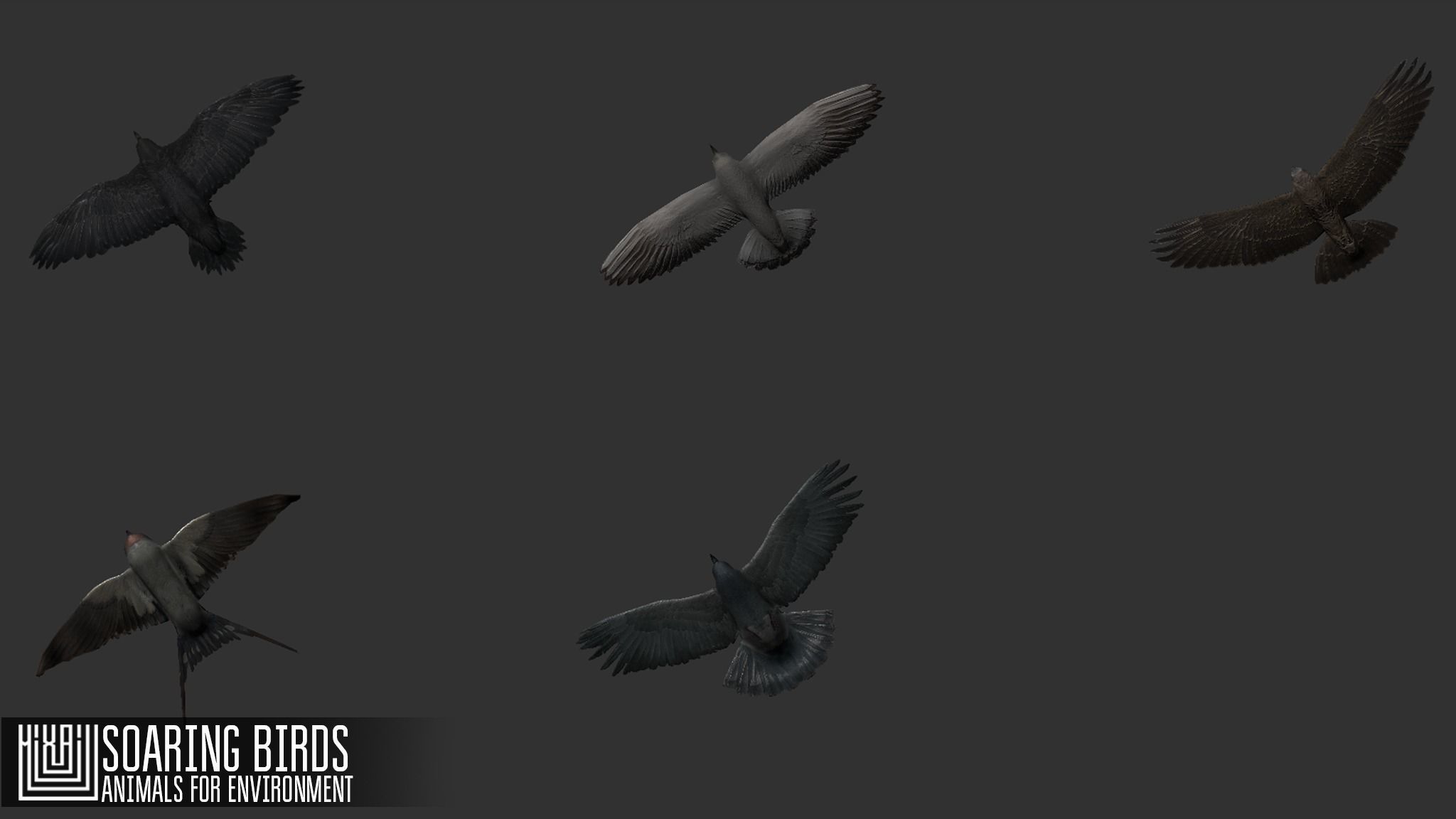 Soaring birds - animals for environment 3D model_12