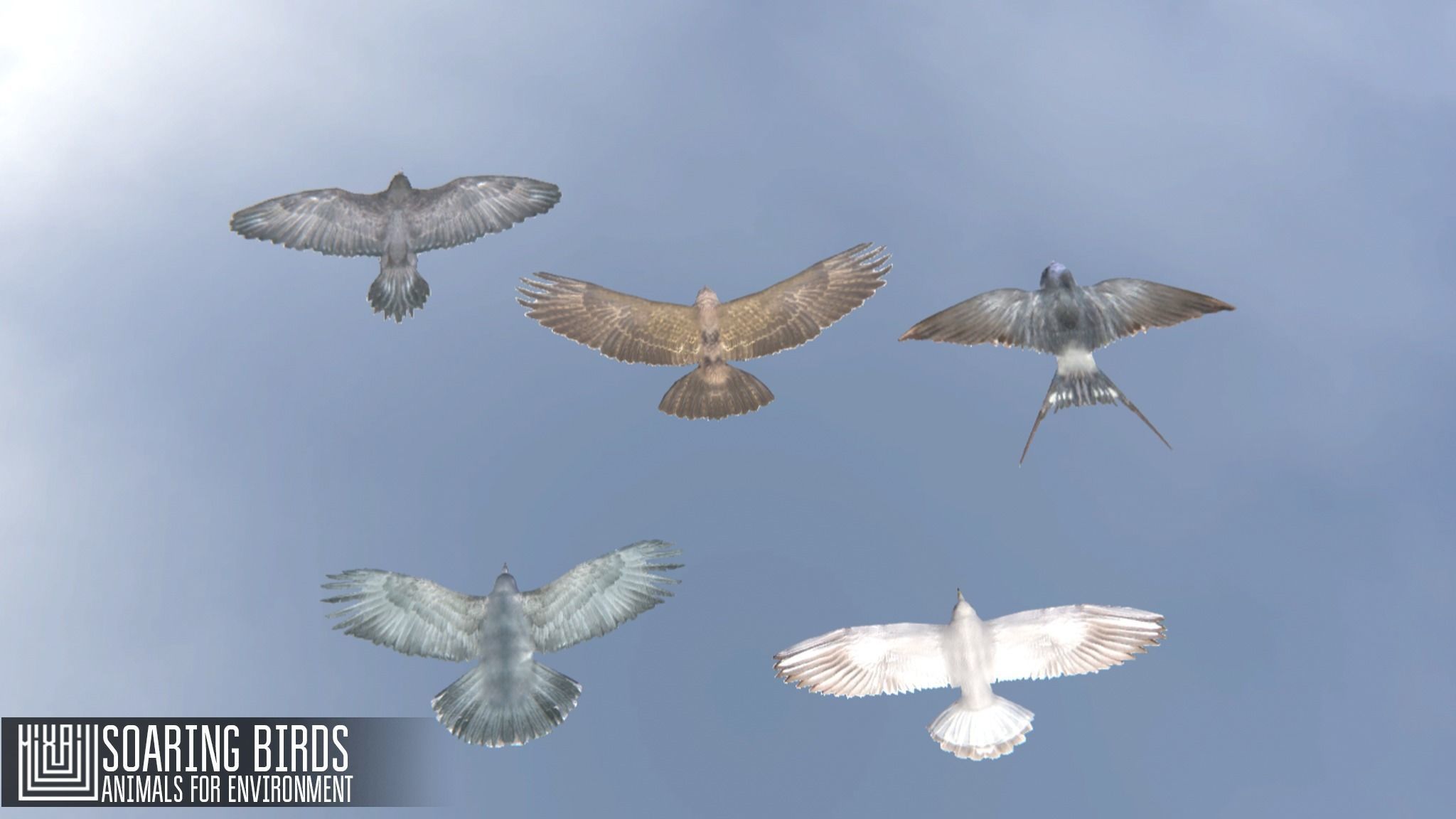 Soaring birds - animals for environment 3D model_4