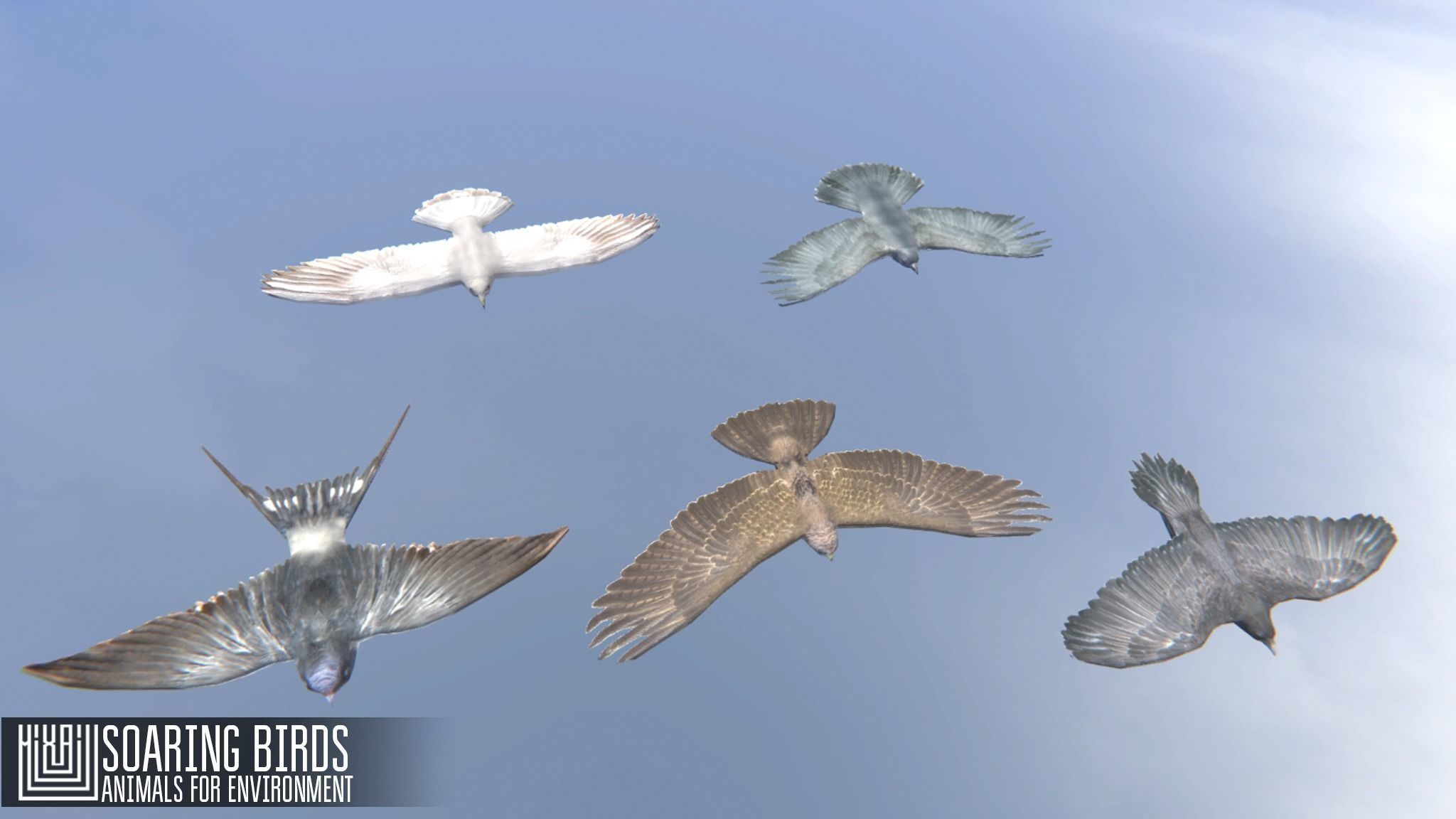 Soaring birds - animals for environment 3D model_3