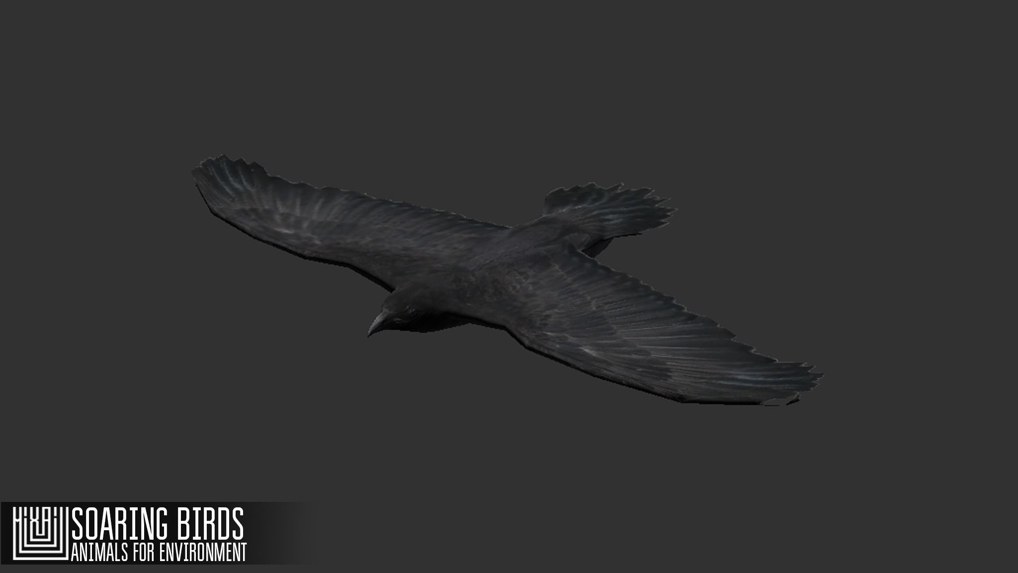 Soaring birds - animals for environment 3D model_6