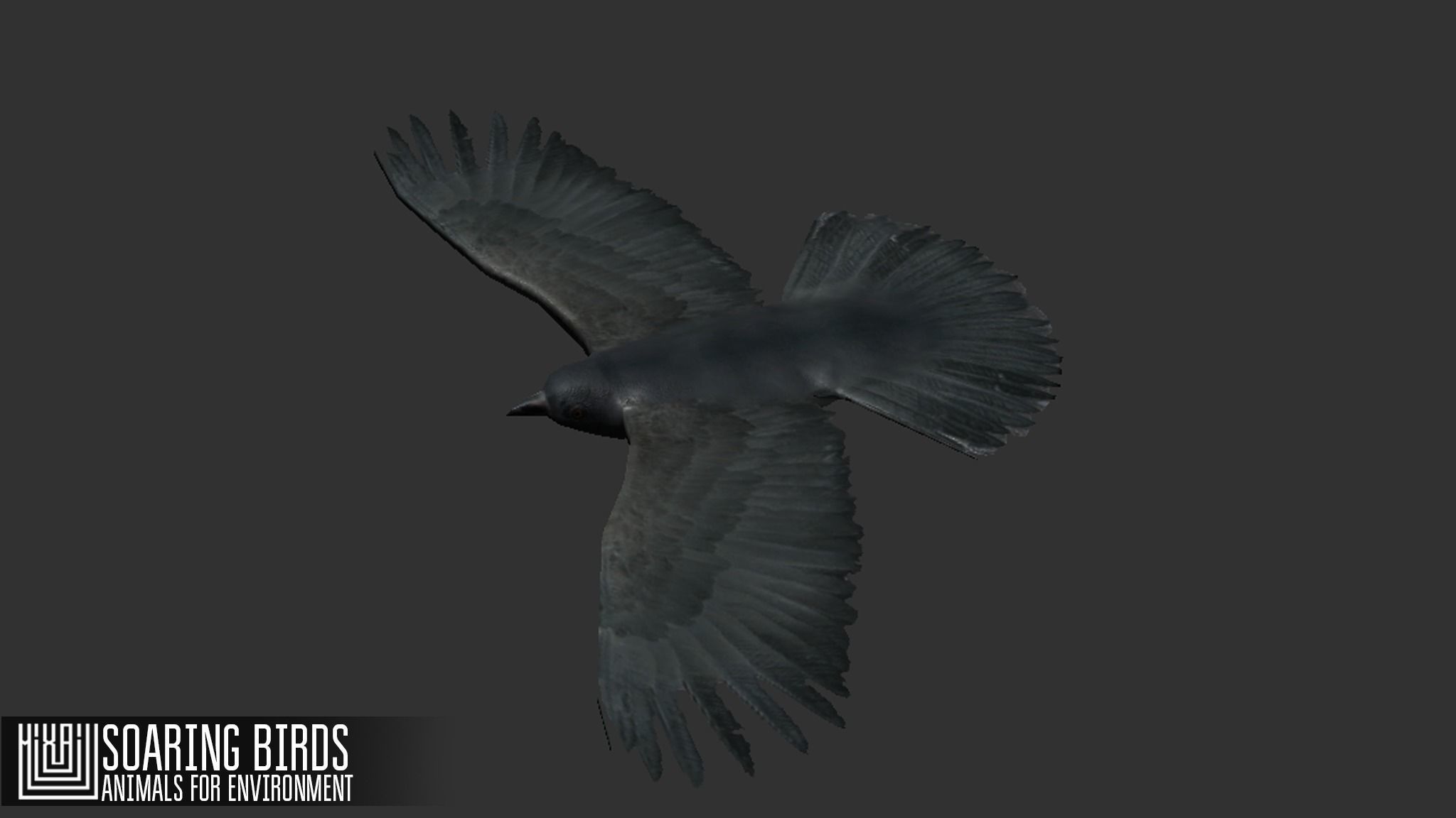 Soaring birds - animals for environment 3D model_8