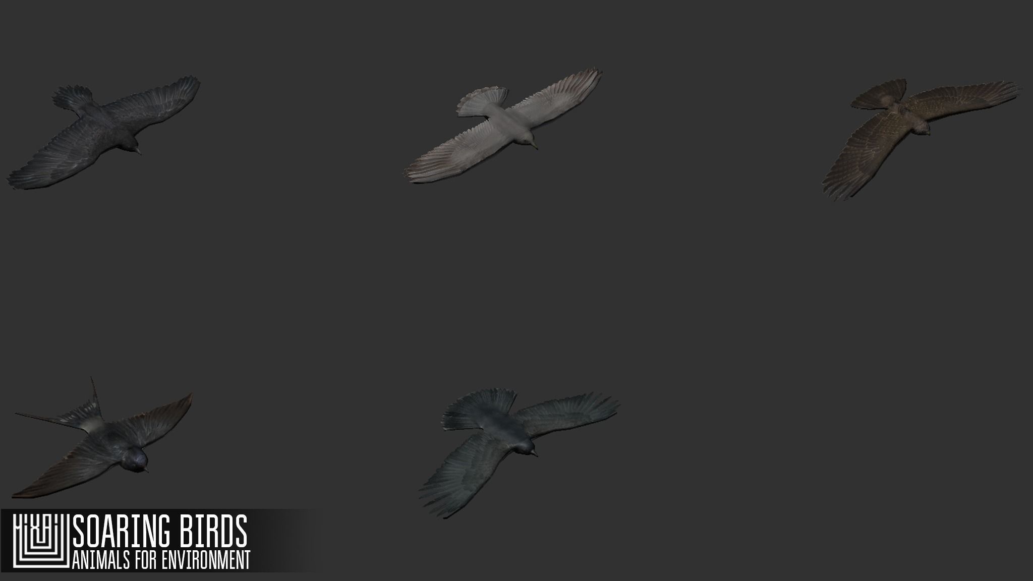 Soaring birds - animals for environment 3D model_11